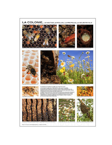 POSTER "LA COLONIE" de E. Tourneret