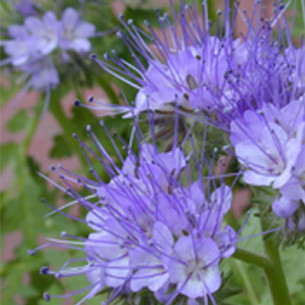 GRAINE PHACELIA AU KG