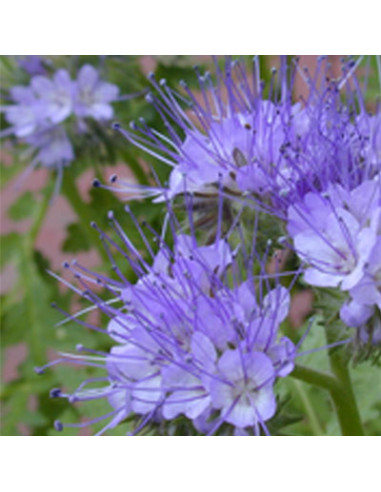 GRAINE PHACELIA AU KG