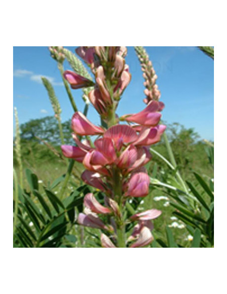 GRAINE SAINFOIN AU KG